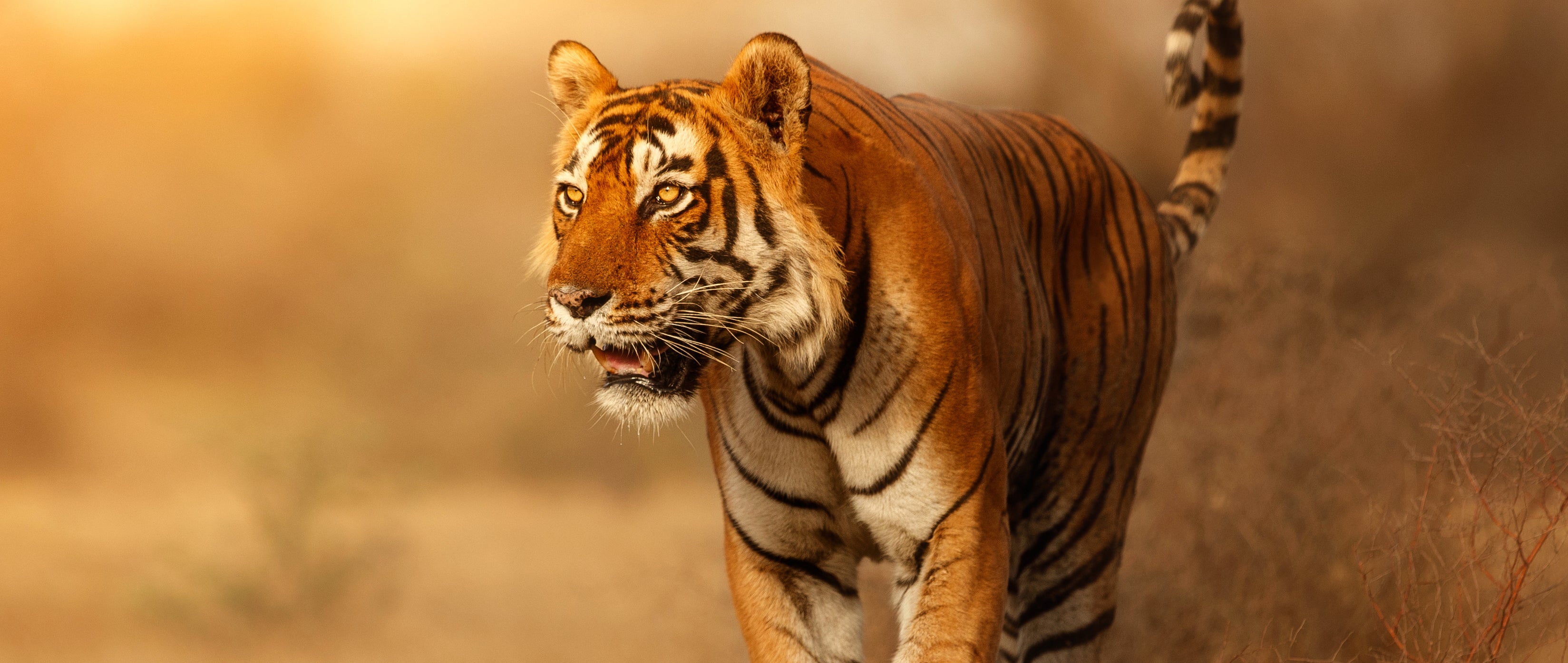 Tiger walking in a natural setting with a warm, blurred background